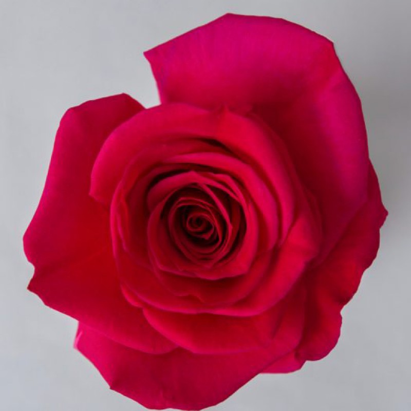 Роза квин берри фото и описание